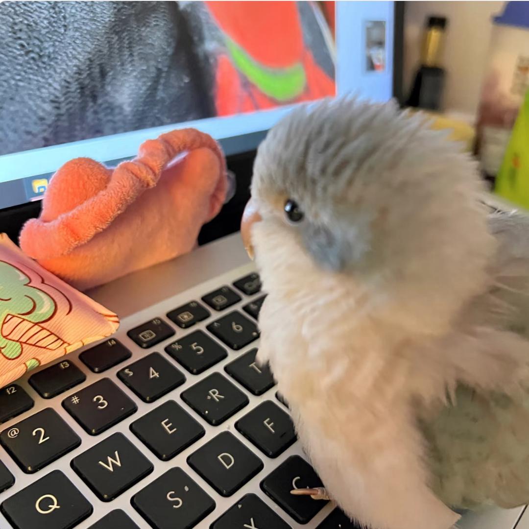 金羽阁 （鹦宠）🐣