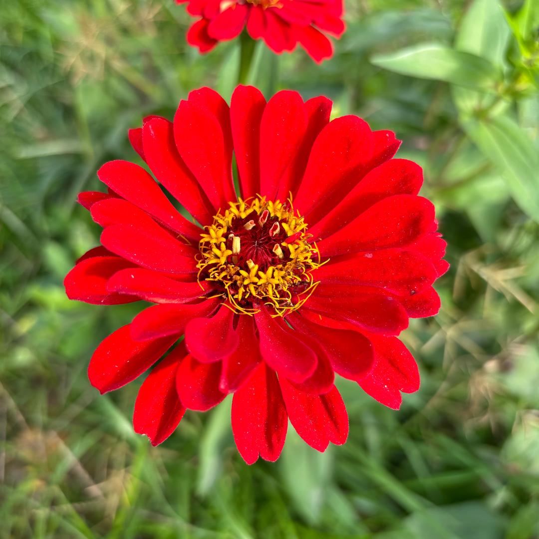 🌹花