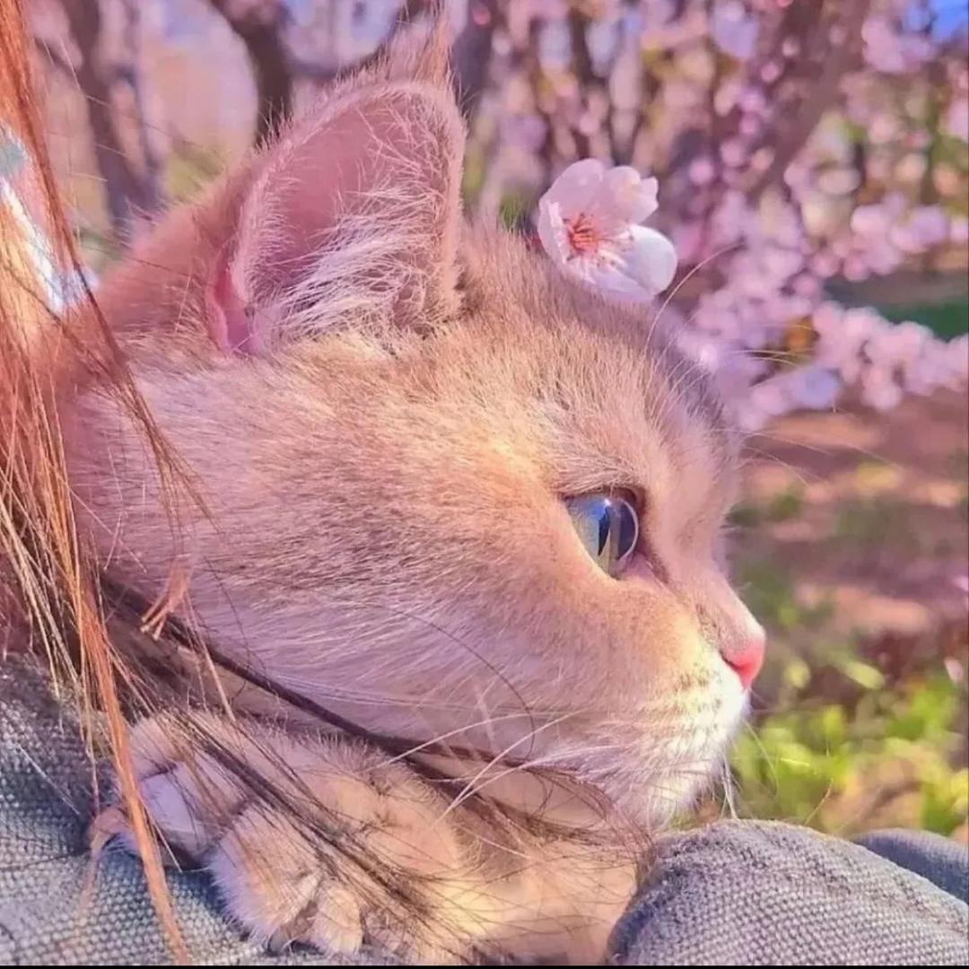 兰州云宝宠物
