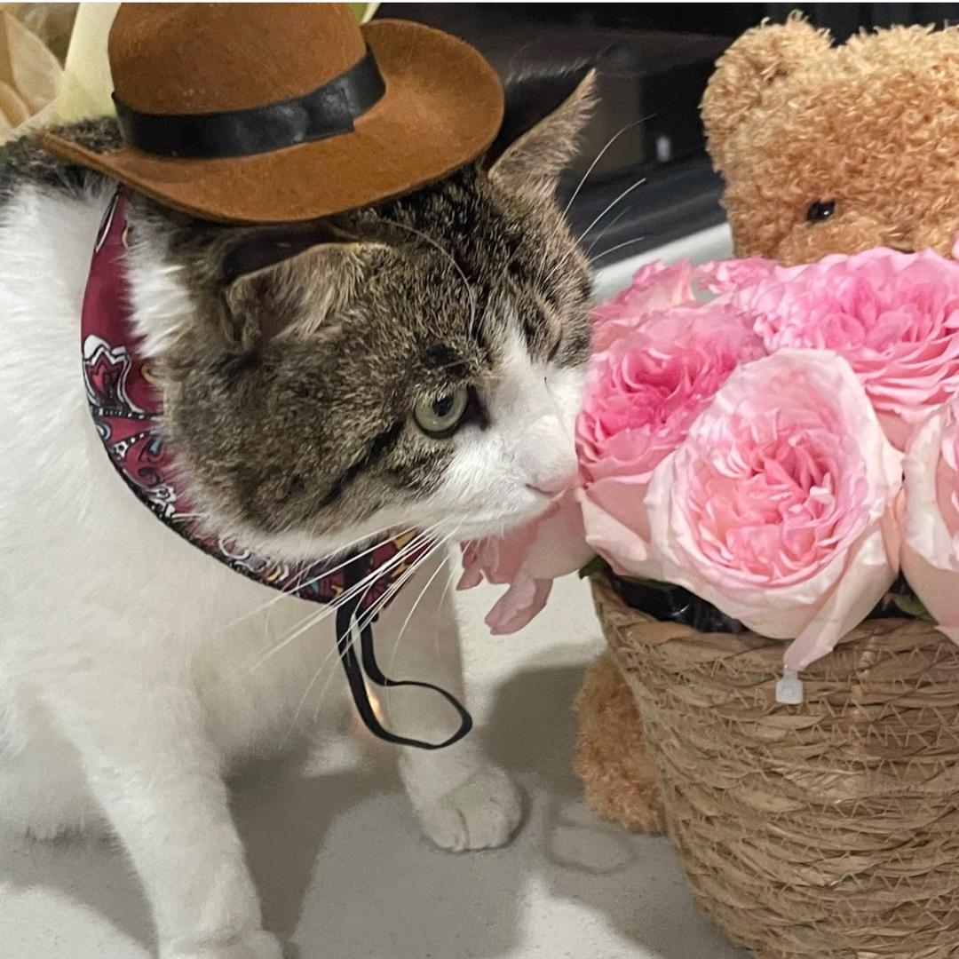 面条是只猫