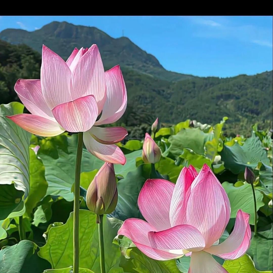 潮汕明哥
