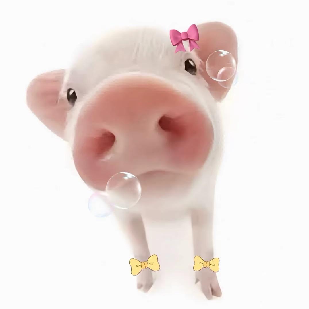 满圈猪猪我最肥