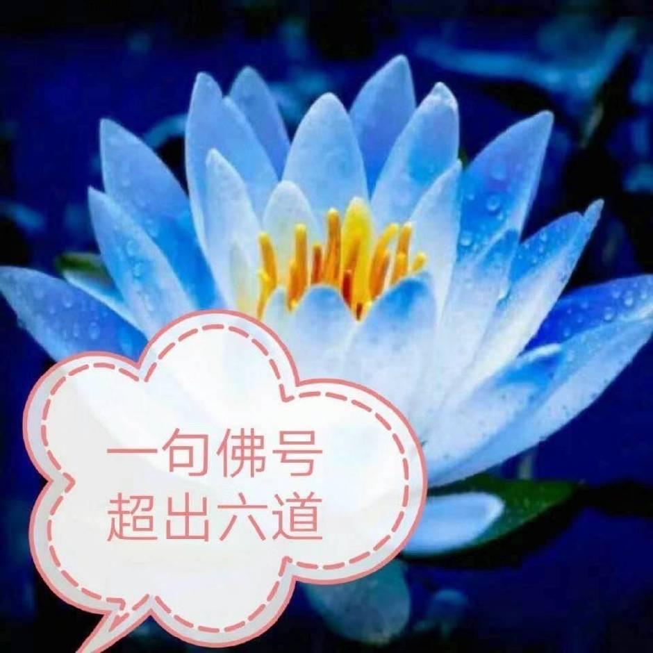 心向莲花