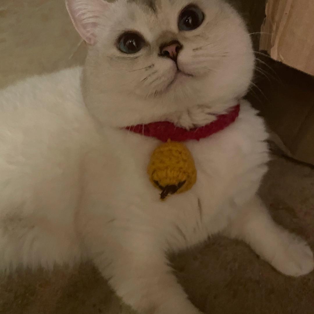 捡来的箭头猫