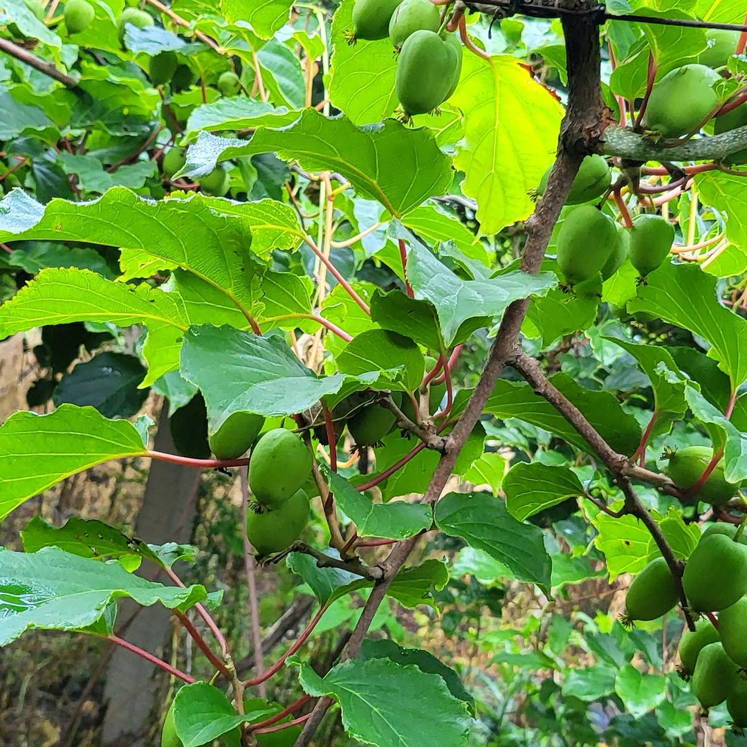 农业接班人大壮壮