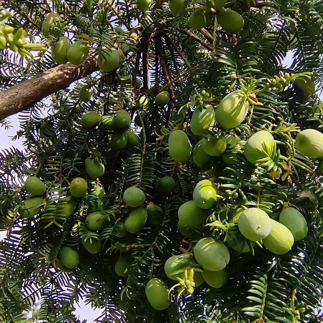 我就爱上～香榧