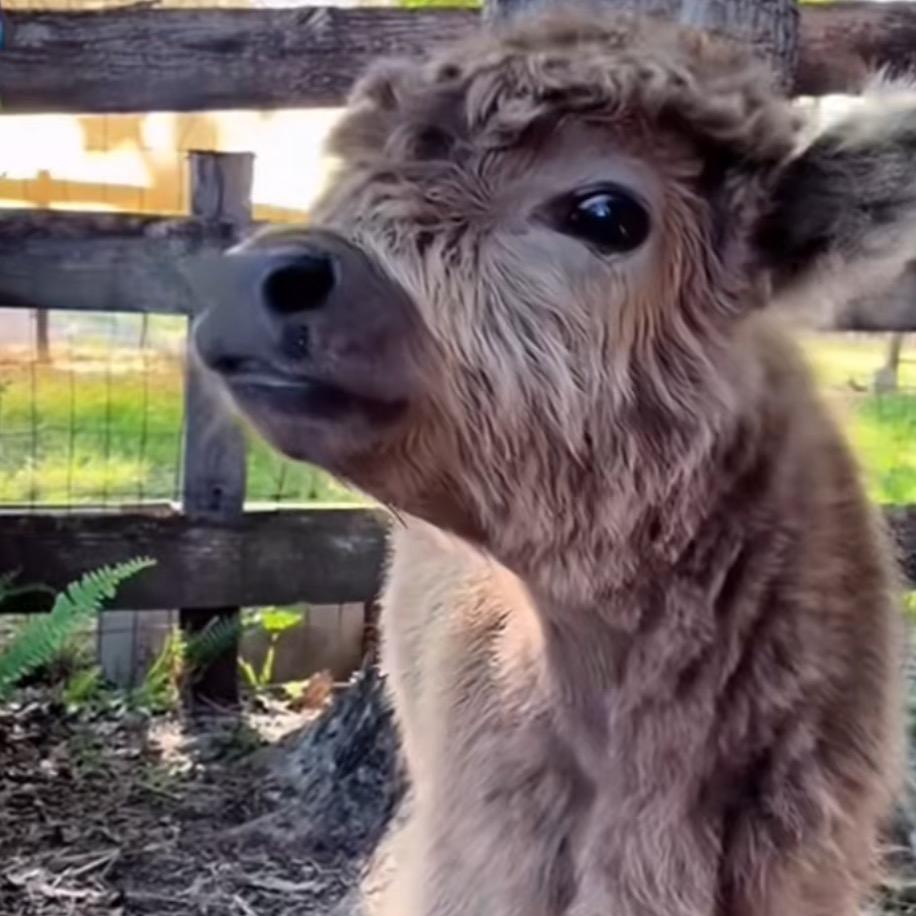 七十二斤摇钱树