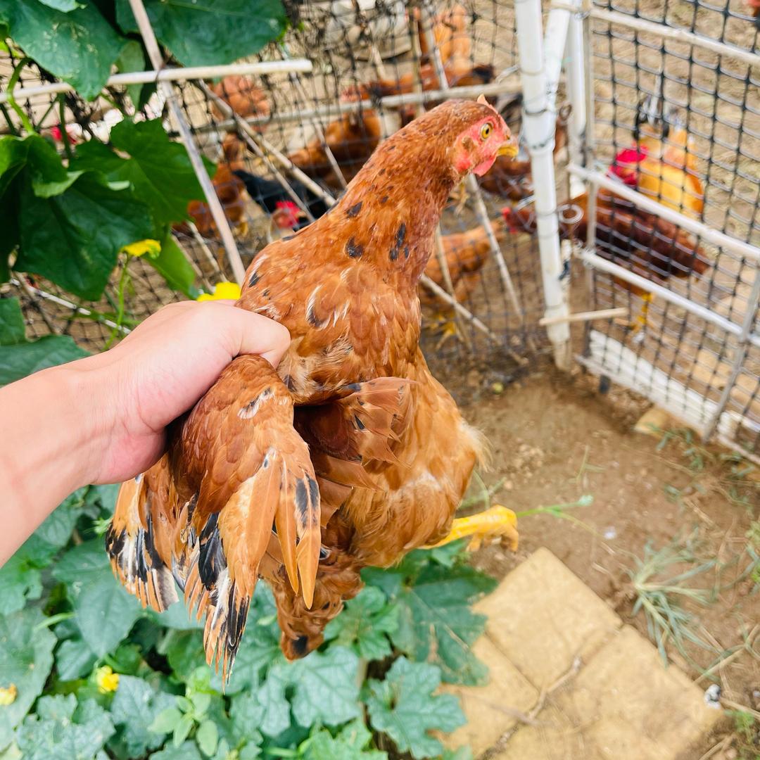 🐔鸡毛蒜皮🥬阳光菜地