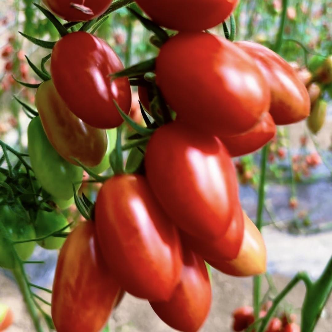 鲜果果生态农场