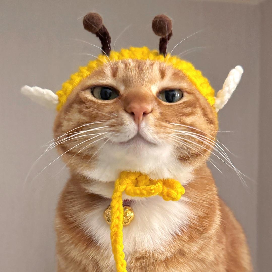 赫本的猫meme