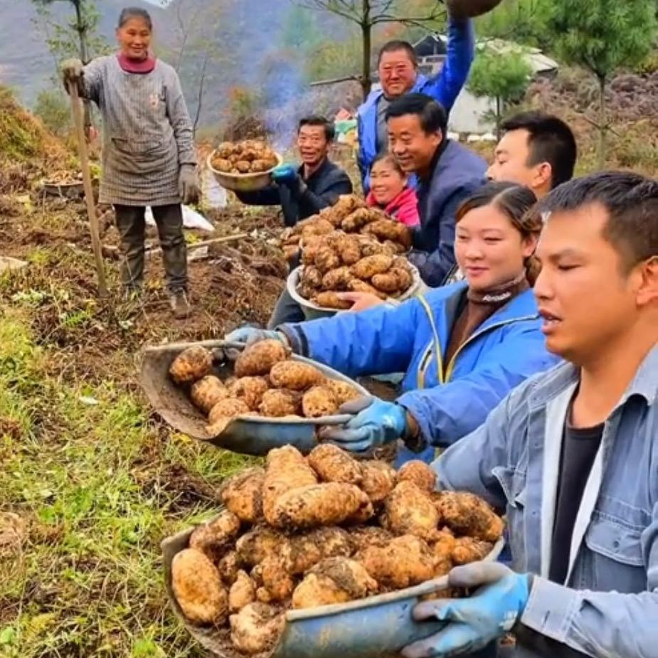 昭通小草坝天麻