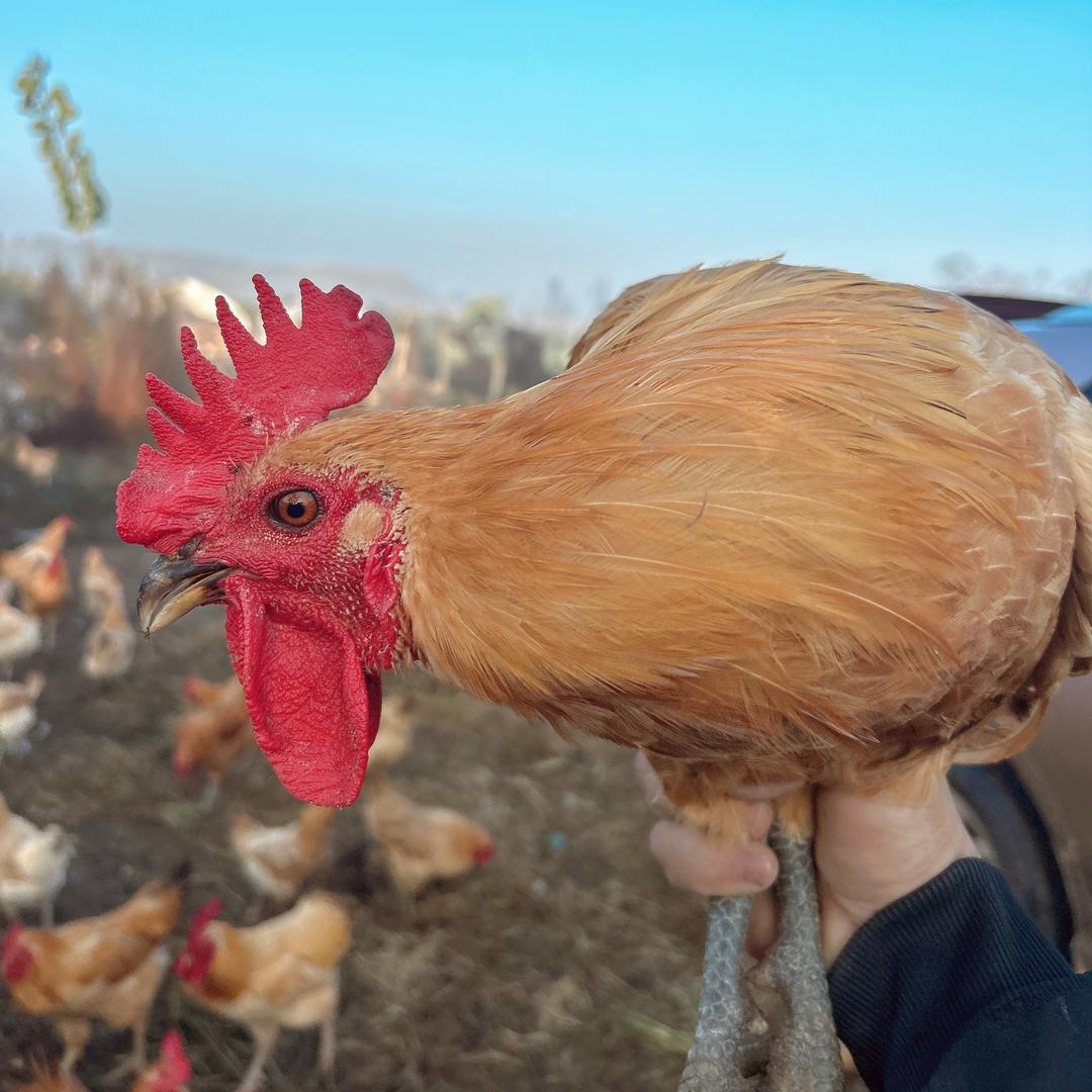（儿童孕妇鸡蛋）土么么家庭农场顺丰全国