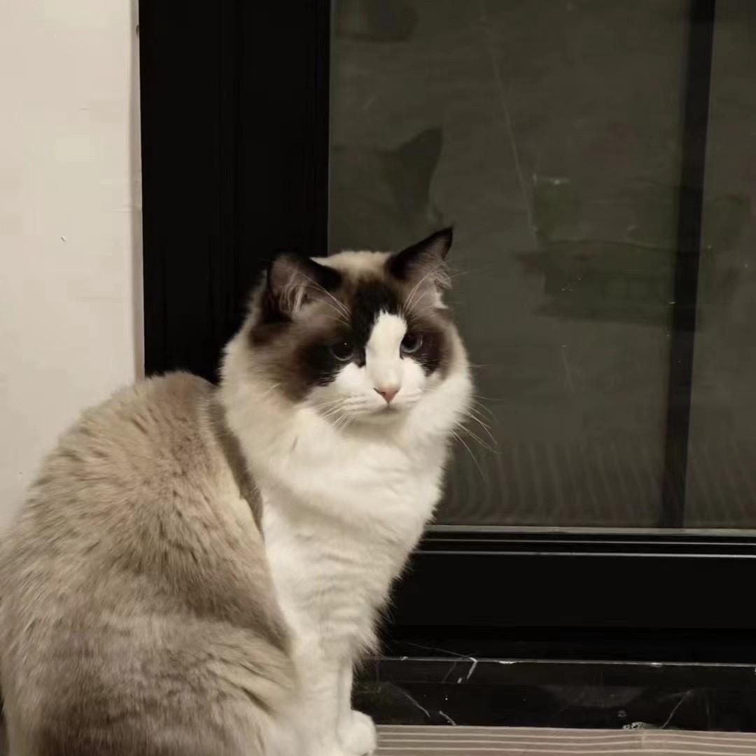 Kimi