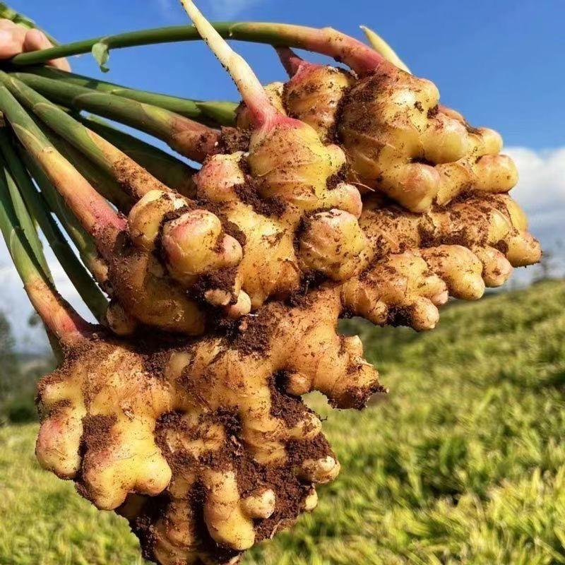 斌哥家的小黄姜