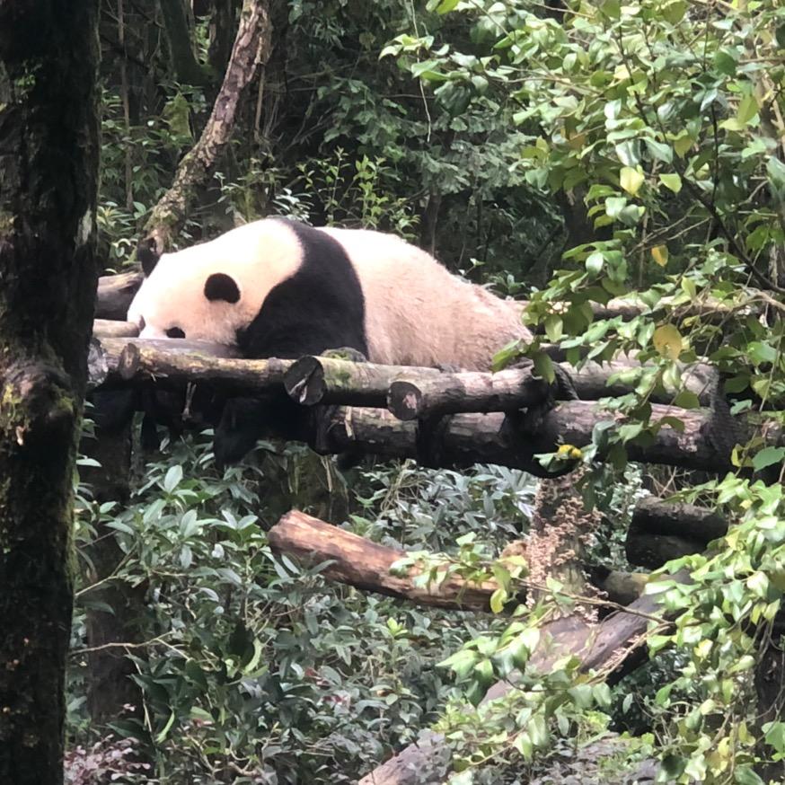 🌈踩提莫的蘑菇
