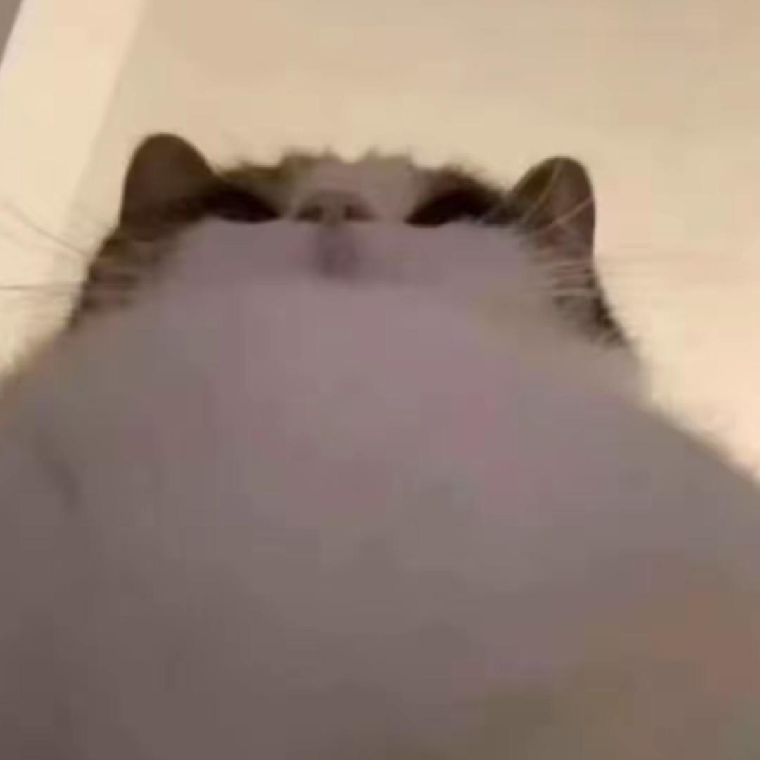 杨枝甘露的猫
