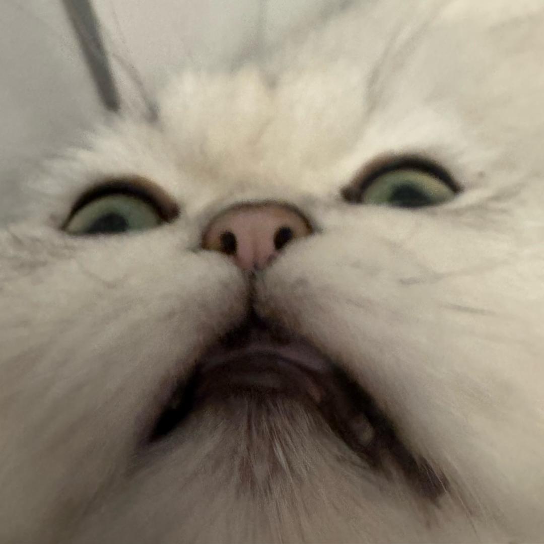 老禾凉