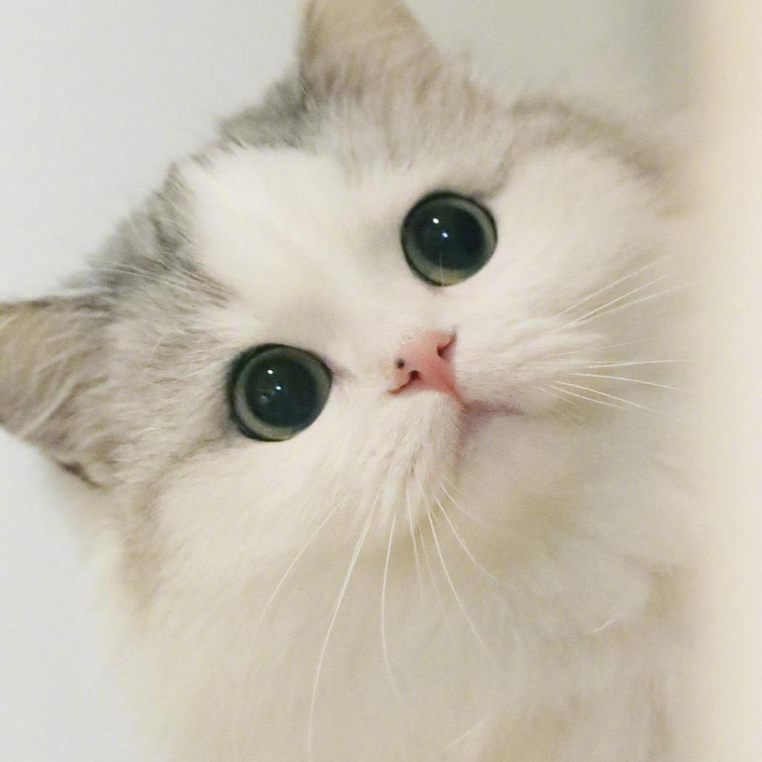 🐯小小喵喵🐯