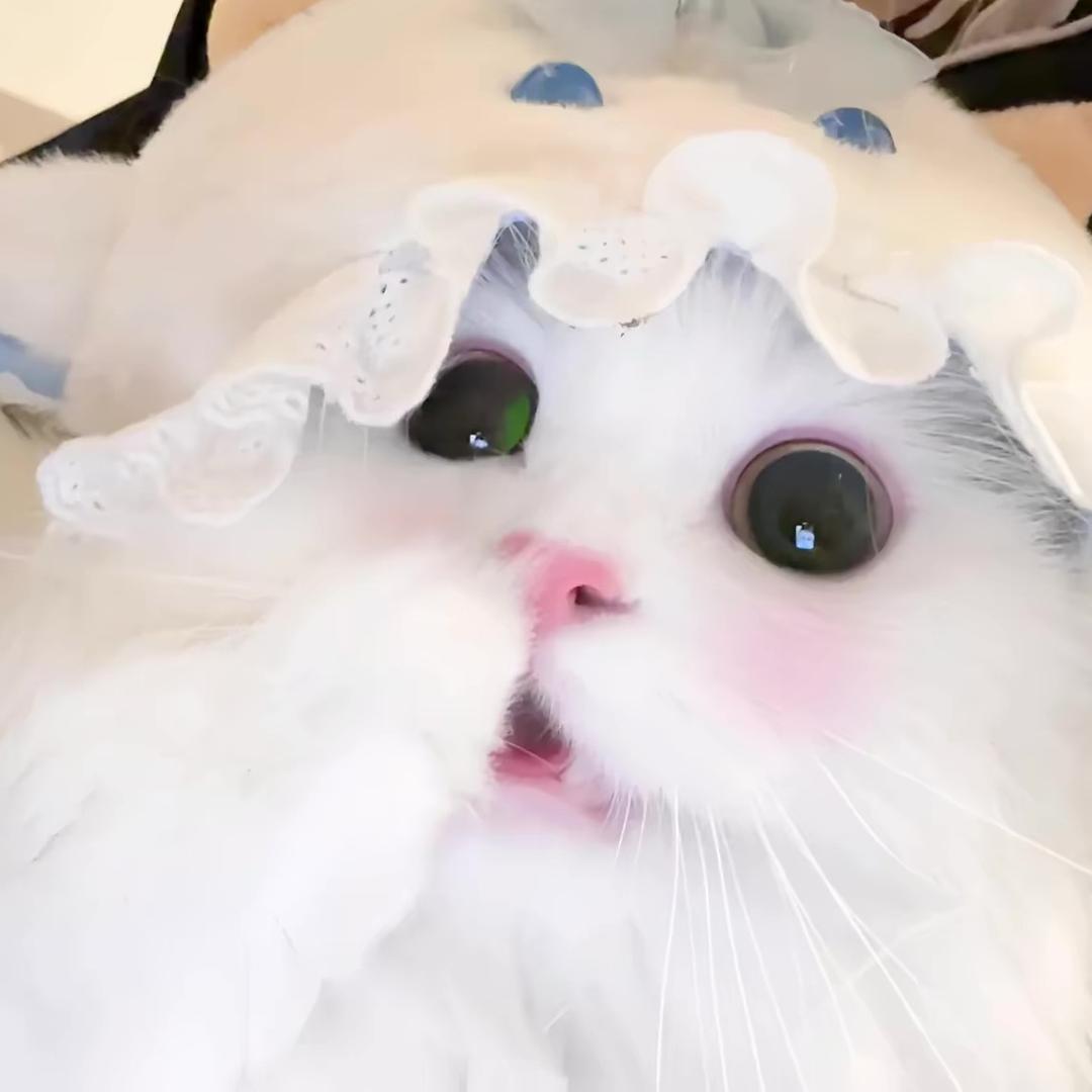 呆呆 .