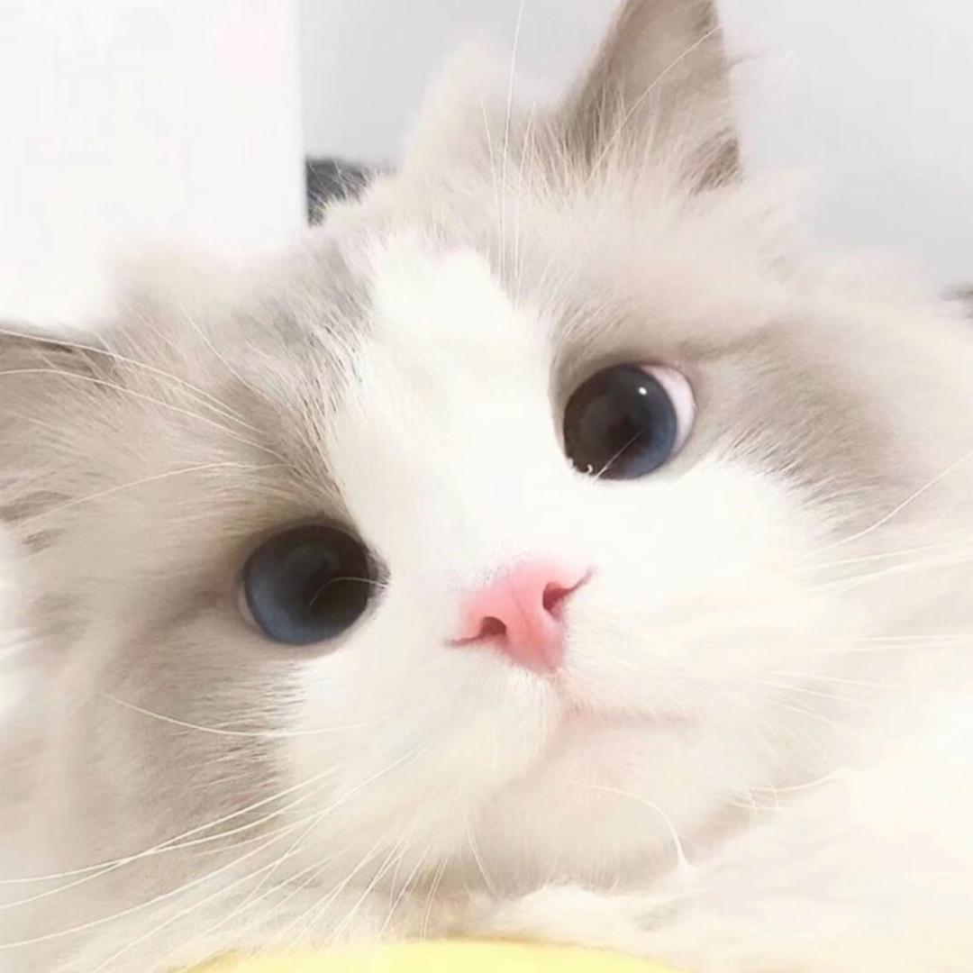 爱睡觉的喵喵