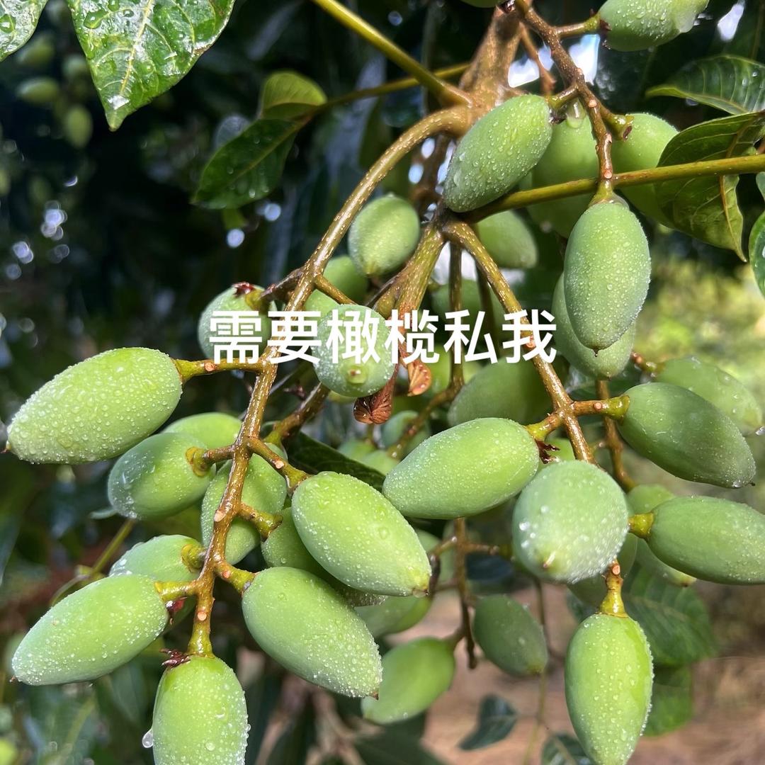 橄榄小哥🫒🫒🫒