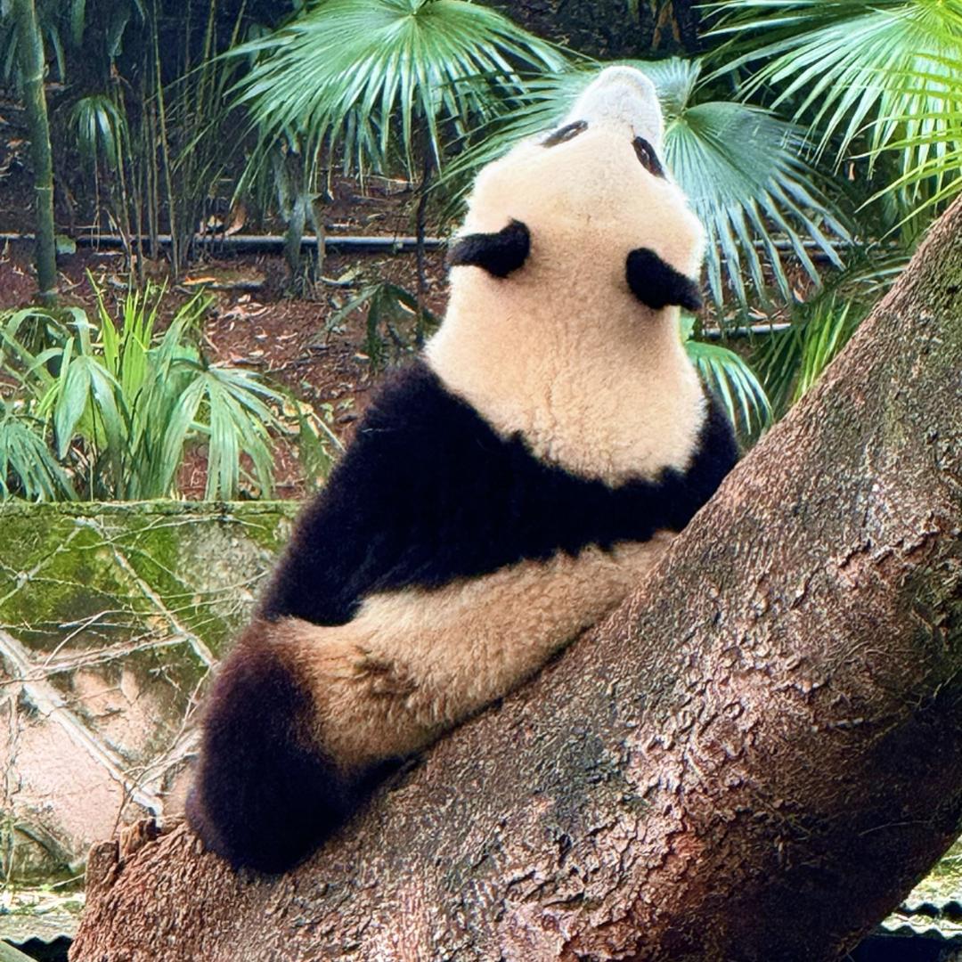 熊猫穿毛衣