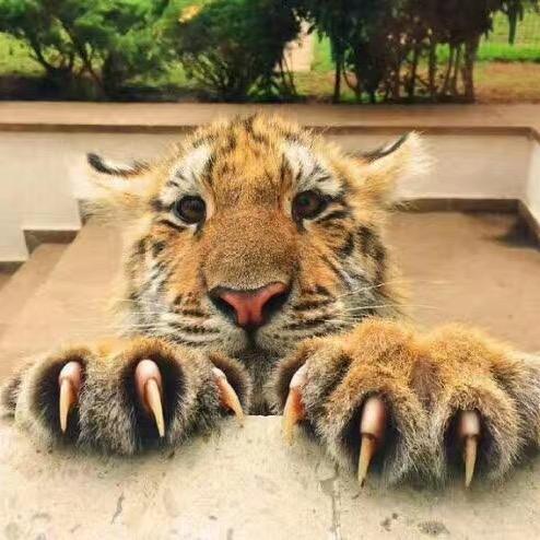 扶摇直上九万里