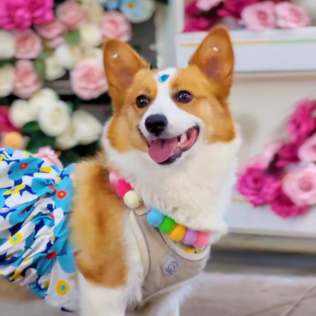 捣蛋鬼艾米🐶