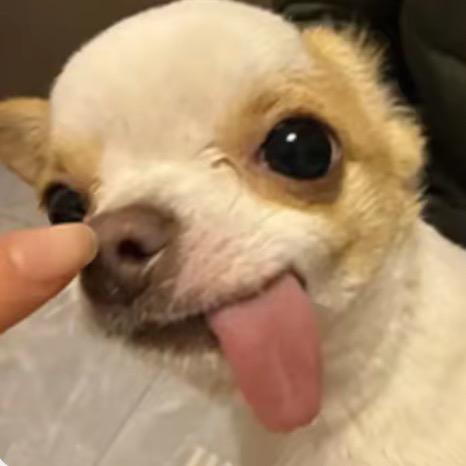 上课困成狗下课阳光狗