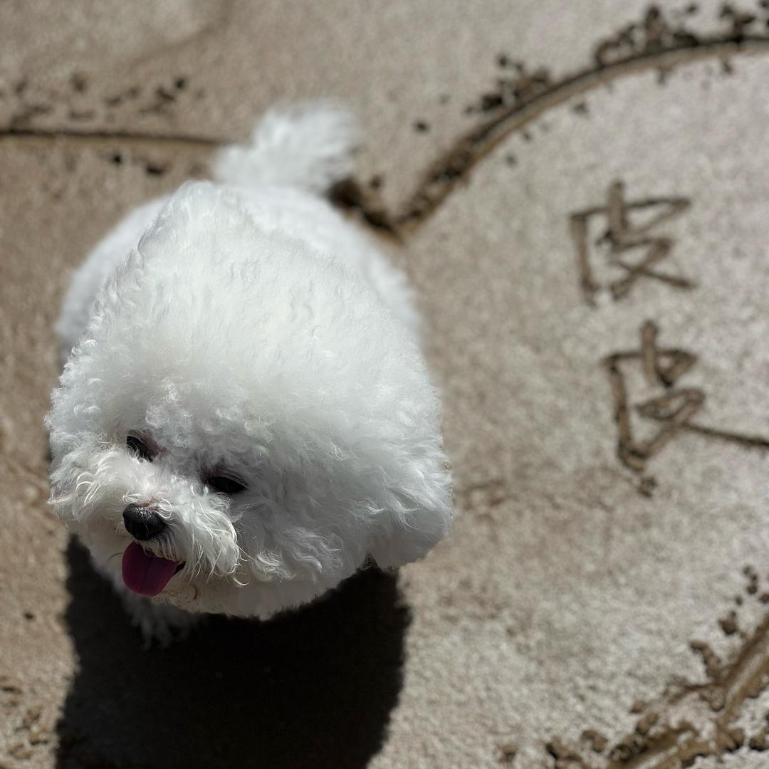 皮皮小可爱