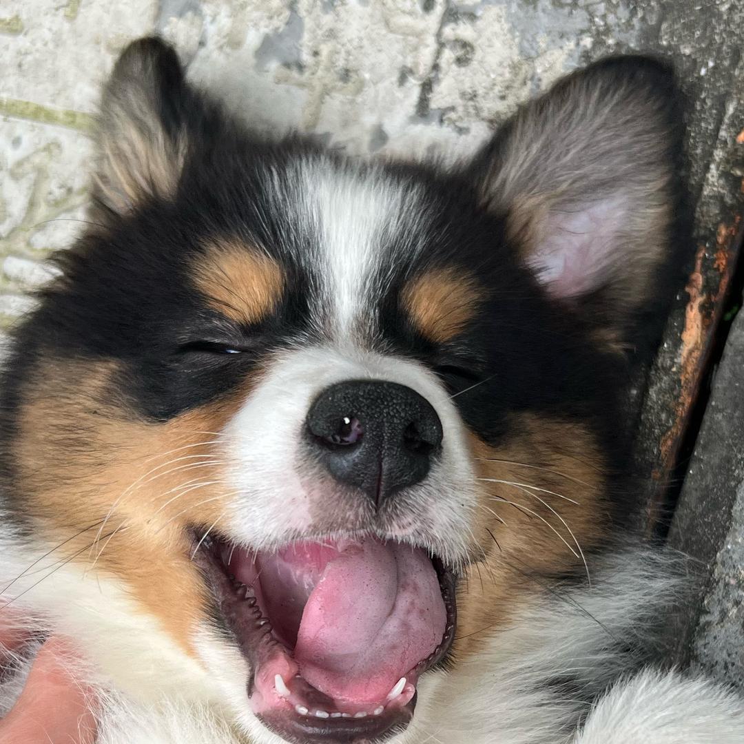 HAI