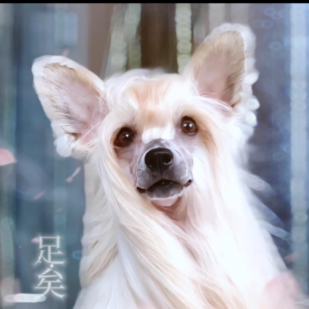 长发飘飘系冠毛