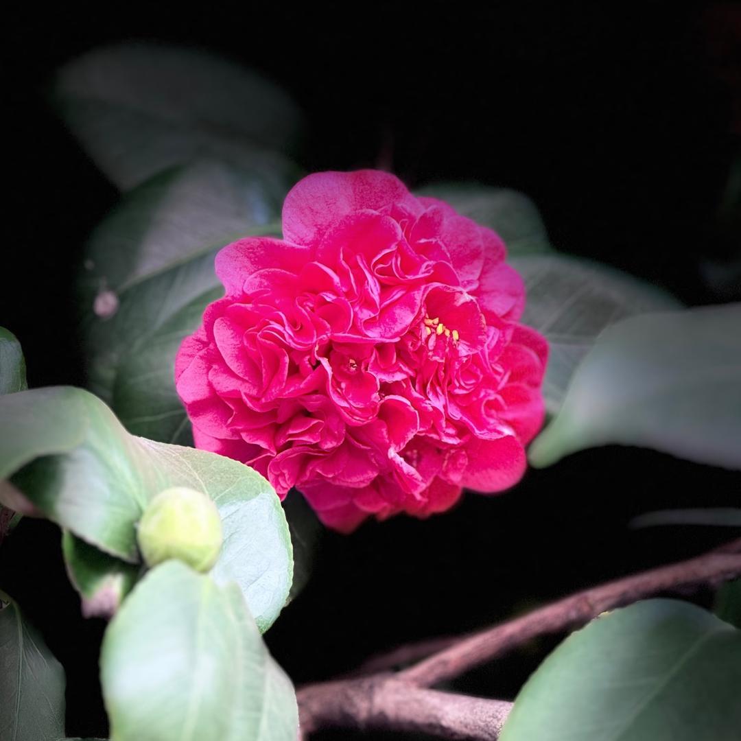 健身操（广场舞）