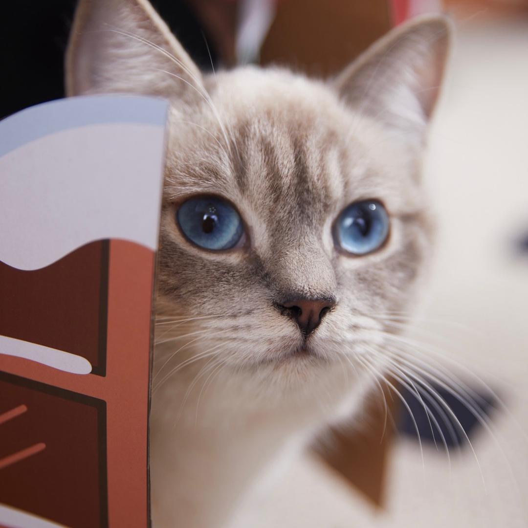 然姐猫咪的日常
