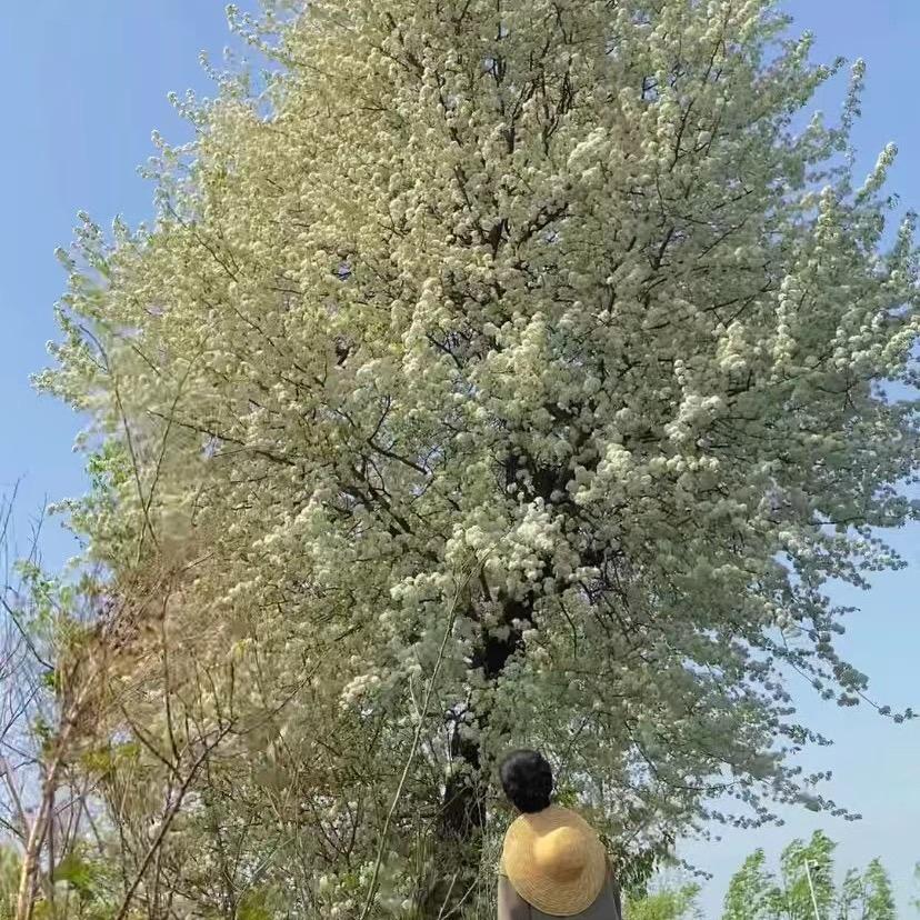 花猫