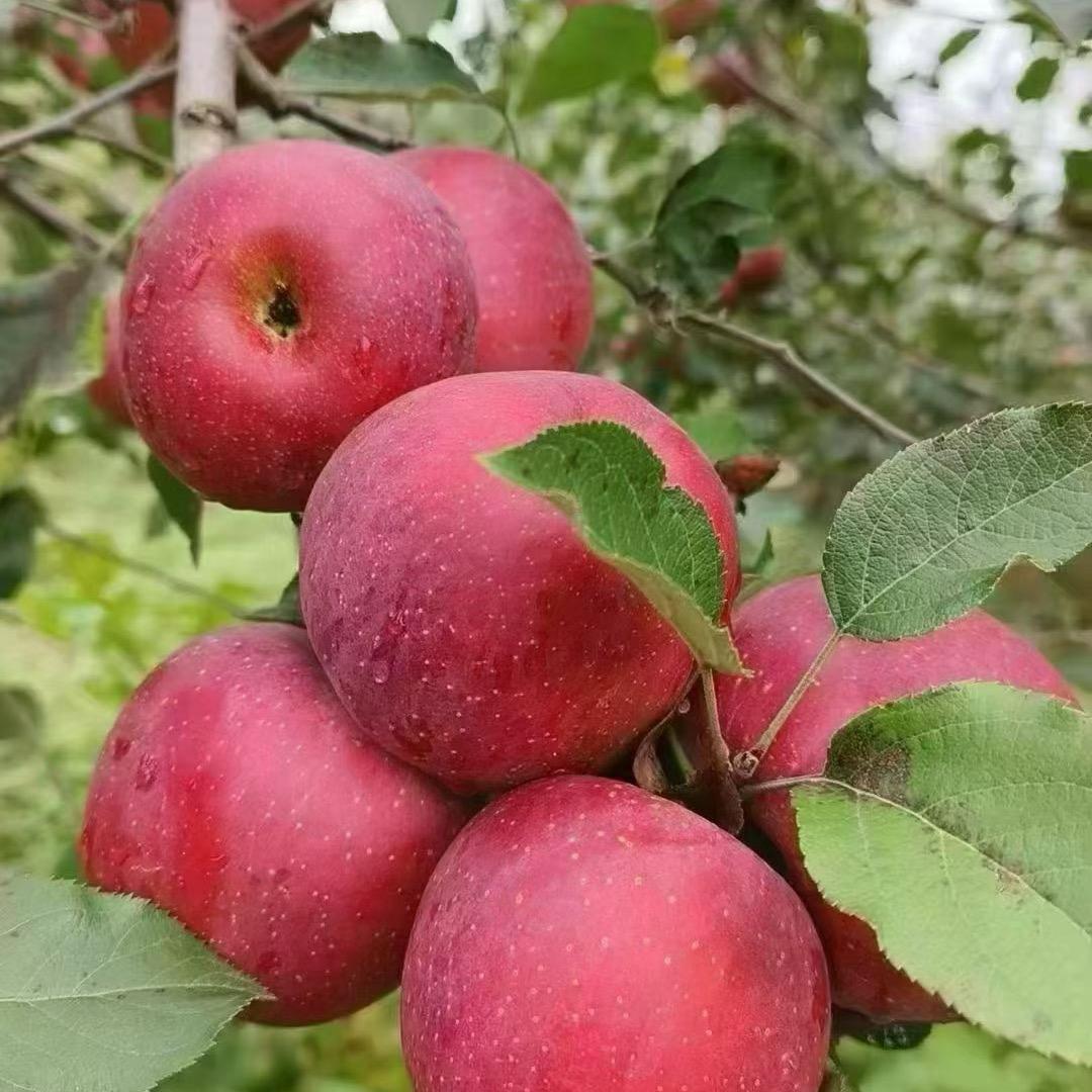 苹果🍎