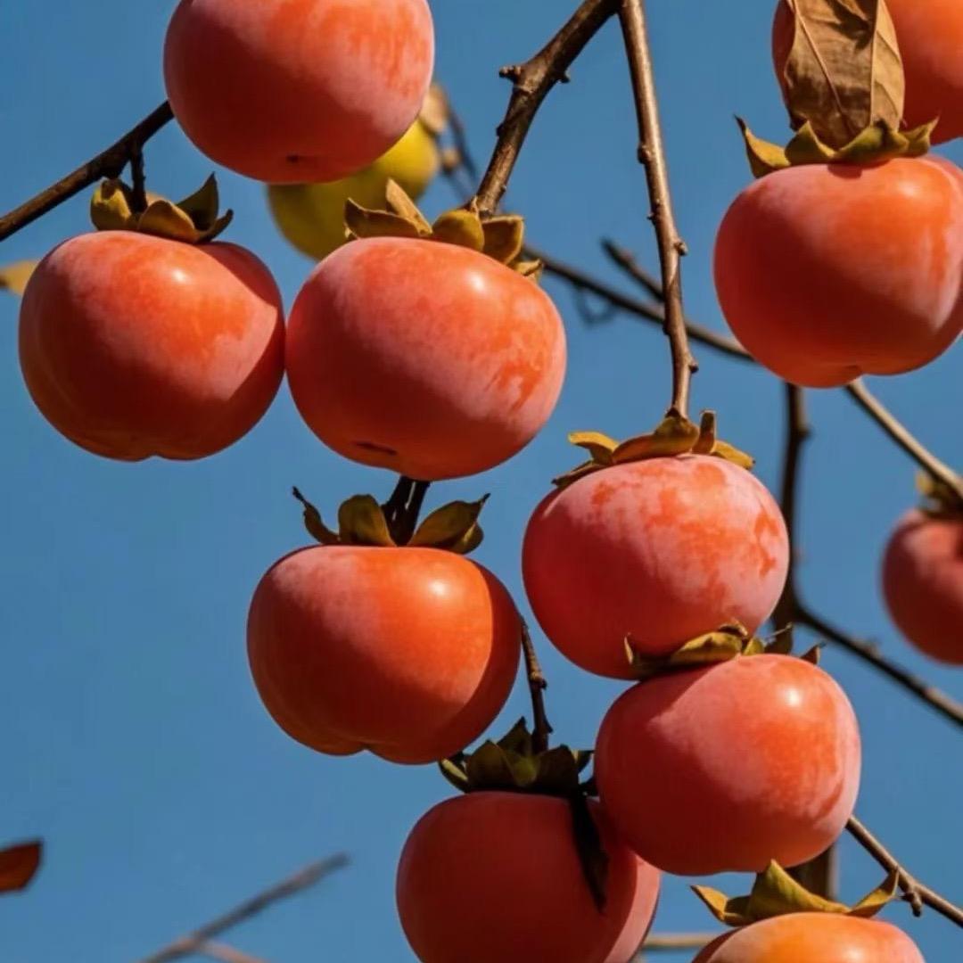 封开禾悦汽贸，禾业汽修厂一金多多💰
