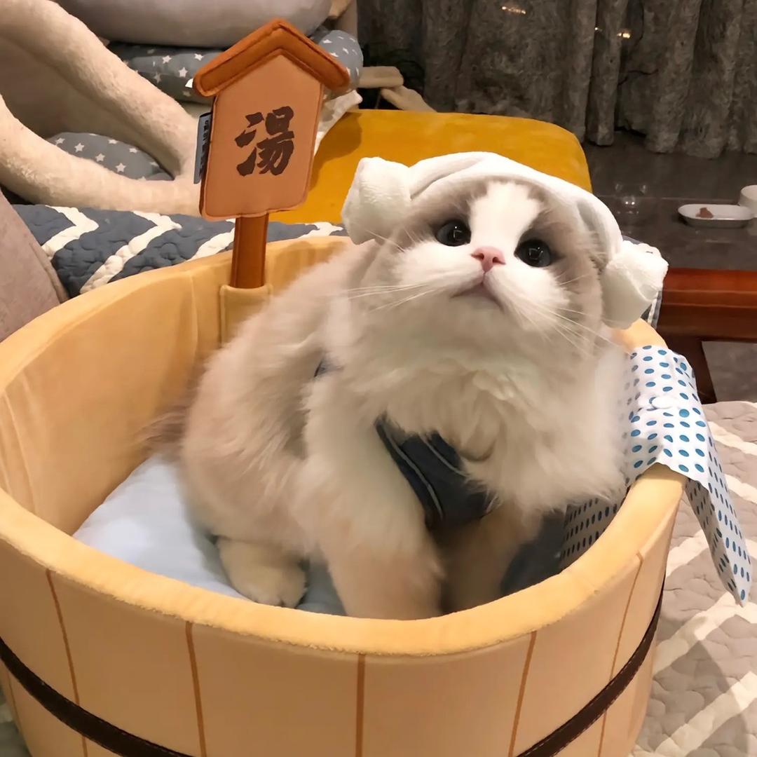 好你个肥