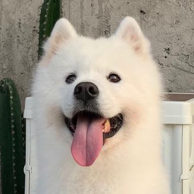 年糕不是北极熊