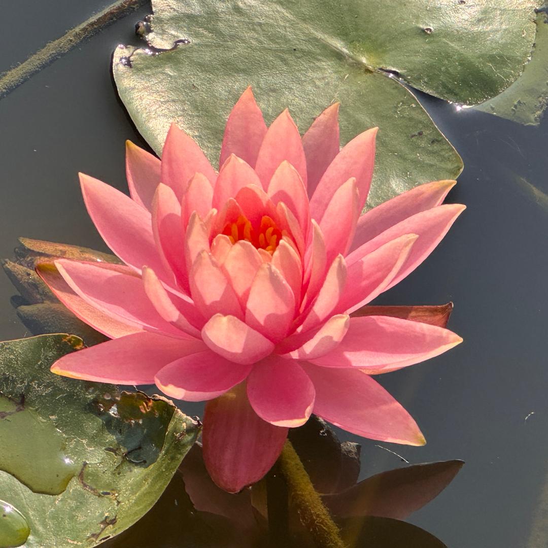 不是小卡吖