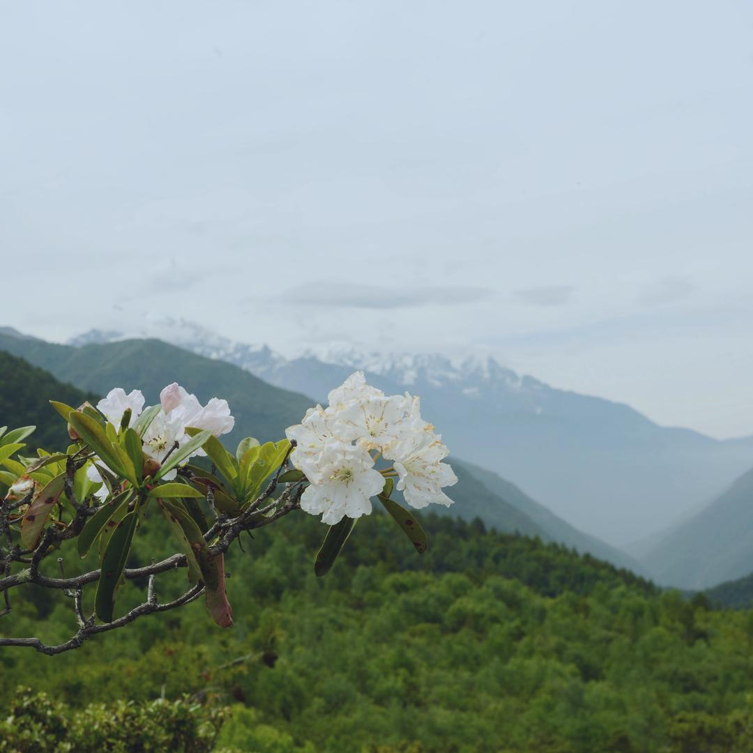 风吹麦浪