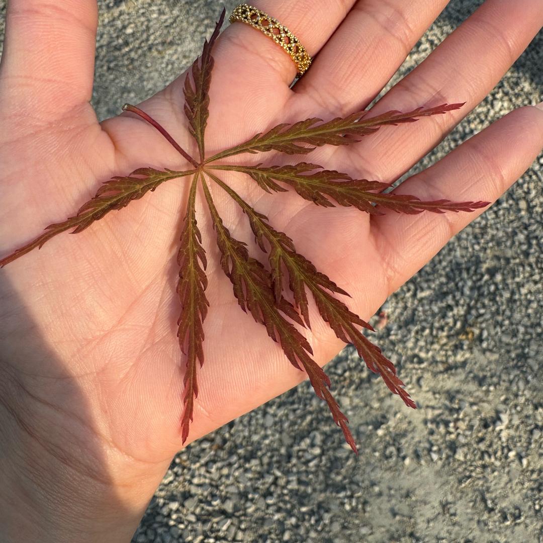 枫树木卉基地