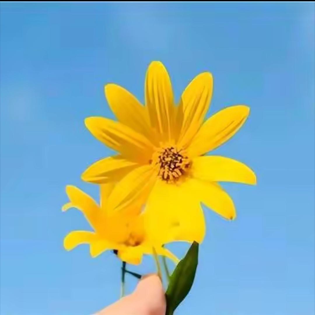 姚老师升学规划(提前批)