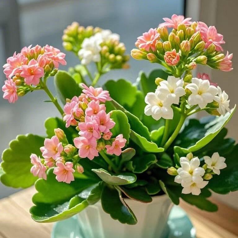 潮汕靓汤
