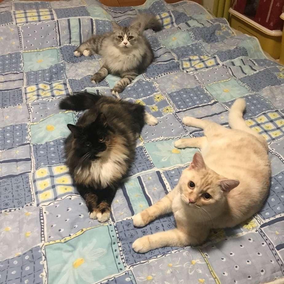 小土喵咪的家