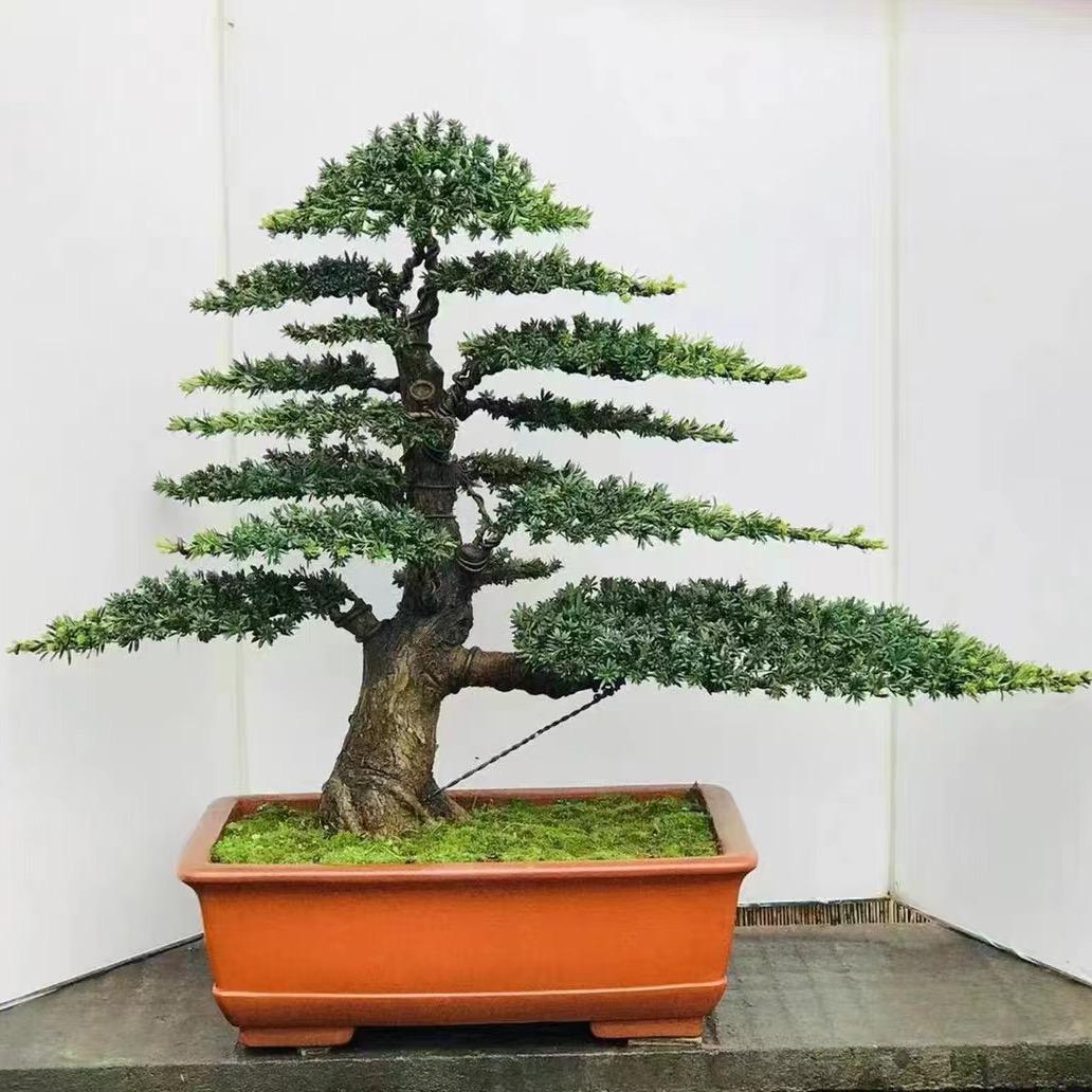 大庆盆景花卉园艺