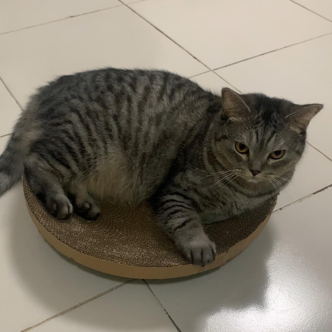 可乐是只猫