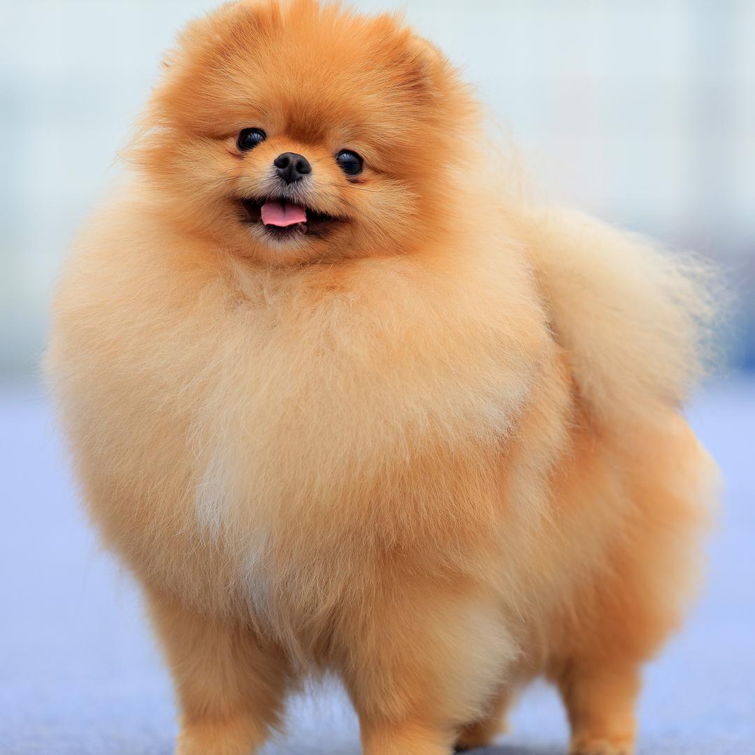 钰鼎家的博美犬