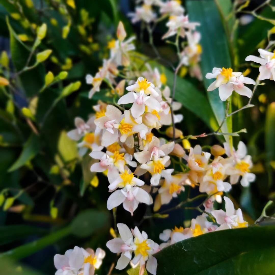 田园花草