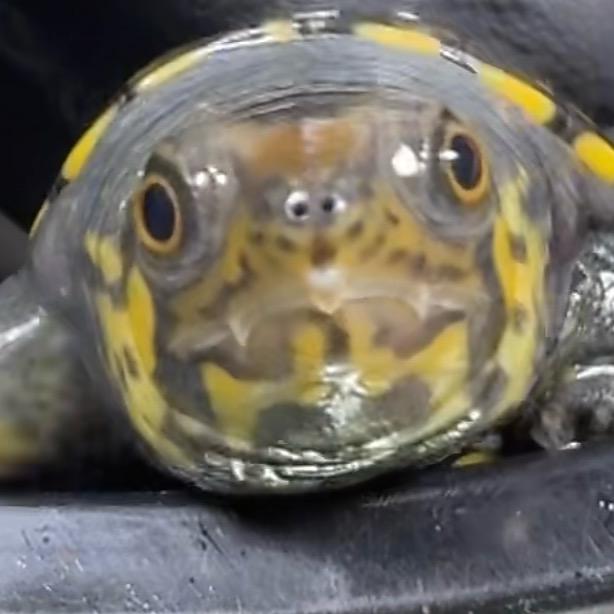 老孙养龟日记